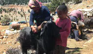 Akseki Yaylalarında Kırkım Mesaisi: Asırlık Miras Nasıl Değerini Yitirdi?