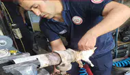 Hatay'da Boru Vanasına Sıkışan Yavru Kedi Kurtarıldı