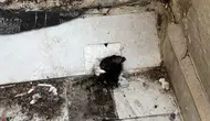 Manavgat'ta Sıkışan Yavru Kedi İçin İtfaiyeden Santim Santim Operasyon