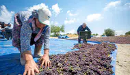 Mersin’in Lezzetleri Koruma Altında: Yeni Ürünlere Tescil Mesaisi Sürüyor!