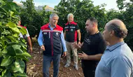 Adana'da Dolu Yağışı Tarım Arazilerini Vurdu: Hasar Tespit Çalışmaları Başlatıldı