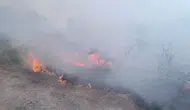 Hatay Hassa'da Zeytinlik ve Anız Yangını Kısa Sürede Kontrol Altına Alındı