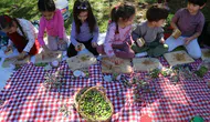 Döşemealtı’nda Minik Ellerden Zeytin Hasadı
