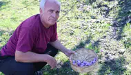 Adana Kozan’da Saksıda Başlayan Safran Üretiminde Hasat Heyecanı