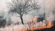 Kalkan'daki Yanık Kızılçamlar Açık Artırmayla Satılıyor