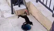 Hatay’da Havalandırma Borusuna Düşen Yavru Kedi İtfaiye Ekiplerince Kurtarıldı