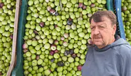 Tavşan Yüreği Zeytini COP31 Antalya'da Dünya Liderlerine Tanıtılacak