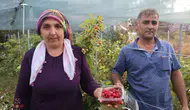 Kadın Çiftçiden İlke İmzası: Ahududunun Kilosu 500 Liradan Satılıyor