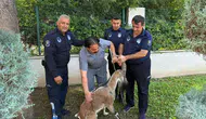 Kemer'in Merkezinde Yaralı Bulunan Dağ Keçisi Tedaviye Alındı
