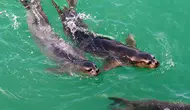 Akdeniz Fokları Alanya Mağaralarına Sığındı