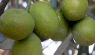 Mersin'de "Mut Zeytin ve Zeytinyağı Festivali" Başladı!