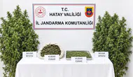 Hatay'da Hazine Arazisine Yasa Dışı Kenevir Eken Şüpheli Tutuklandı