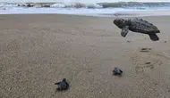 Belek'te Sezon Bitti, Nöbet Bitmedi: 100 Bin Caretta Akdeniz'le Buluştu