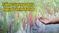 Demre’de Kadın Çiftçi Yağmur Suyunu Biriktirdi, Serasında Mucizeyi Yaşadı