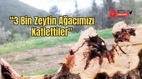 Akseki’de Tapu Karışıklığı İddiası: 3 Bin Zeytin Ağacı Katledildi