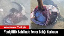 Yeniçiftlik Sahilinde Fener Balığı Korkusu: Vatandaşlar Tedirgin