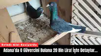 Adana’da O Güvercini Bulana 20 Bin Lira! İşte Detaylar…