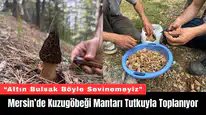 Mersin’de Kuzugöbeği Mantarı Tutkuyla Toplanıyor