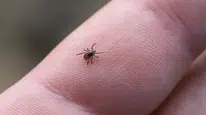 Kenelerin daha çok ısırmaya çalıştığı kan grubu belli oldu