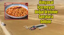 Gübresiz, İlaçsız Gazipaşa Cimbiti Nohutu