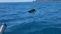 Alanya Kalesi Açıklarında Şaşırtan Manzara: Denizde Ölü Keçi Bulundu