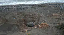 Mersin Sahillerinde Deniz Kaplumbağası Hareketliliği