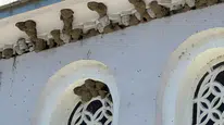 Bursa'da Kırlangıç İstilası: Şehir Kuş Yuvalarıyla Doldu
