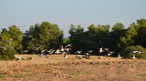 Leyleklerin Göç Molası! Tarlaya İndiler, Dinlenip Yeniden Havalandılar