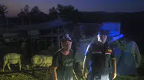 Bursa'da Ağıldan Kaçan 50 Küçükbaş Hayvan Dronla Bulundu!