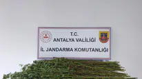 Serik'te Jandarmadan Kenevir Operasyonu: 80 Kök Ele Geçirildi