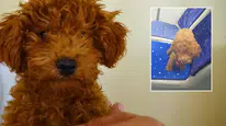 Otobüste Unutulan Köpeği Önce Oyuncak Sandı, Sonra Sahiplendi