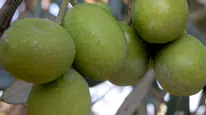 Mersin'de "Mut Zeytin ve Zeytinyağı Festivali" Başladı!