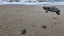 Belek'te Sezon Bitti, Nöbet Bitmedi: 100 Bin Caretta Akdeniz'le Buluştu