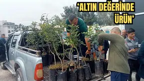 Alanya'da Üreticiye Destek! 5 Bin Keçiboynuzu Fidanı Dağıtıldı