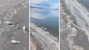 Eğirdir Gölü'nde Çevre Felaketi: Ölü Balıklar Karaya Vurdu