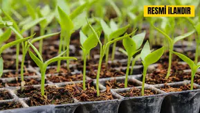 Ağaç ve Bitki Satın Alınacak
