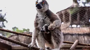 Antalya Doğal Yaşam Parkı’na Lemur ‘Zabu Mafu’ Geldi