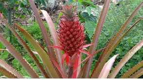 Ananas Alanya'yı Sevdi! Seralardan Yükselen Yeni Kazanç Kapısı