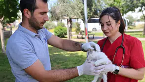 Antalya Büyükşehir Hayvan Ambulansı Göreve Devam Ediyor