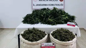 Serik'te Uyuşturucu Bahçesi Bulundu: 11 Kilo Esrar, 200 Kök Kenevir İmha Edilecek
