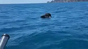 Alanya Kalesi Açıklarında Şaşırtan Manzara: Denizde Ölü Keçi Bulundu