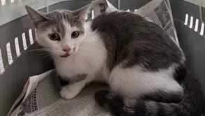 Alanya’da Ağaçta Mahsur Kalan Kedi Kurtarıldı