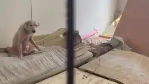 Maskesiz Girilemeyen Hayvan Hapishanesinde Can Pazarı ve Komşulara Tehdit