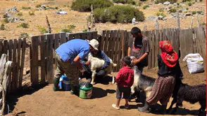 Korkuteli ve Gündoğmuş'ta Küçükbaş Hayvanlar İçin Aşılama Çalışması Başladı