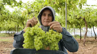Altın Değerinde Hasat! Mersin'de Sezonun İlk Üzümü Çıktı