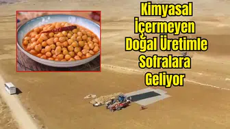 Gübresiz, İlaçsız Gazipaşa Cimbiti Nohutu