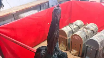 Alanya'da Horoz Dövüştürüp Kumar Oynayanlara Suçüstü!