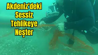 Hayalet Ağlar Temizlendi, 1.5 Milyon Canlı Kurtuldu