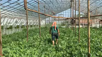 Serik'te Çiftçi Karpuz Hasat Ederken Ölümle Burun Buruna Geldi