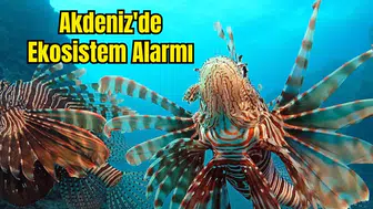 Akdeniz Açık Büfeye Dönüştü